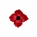 Red Poppy